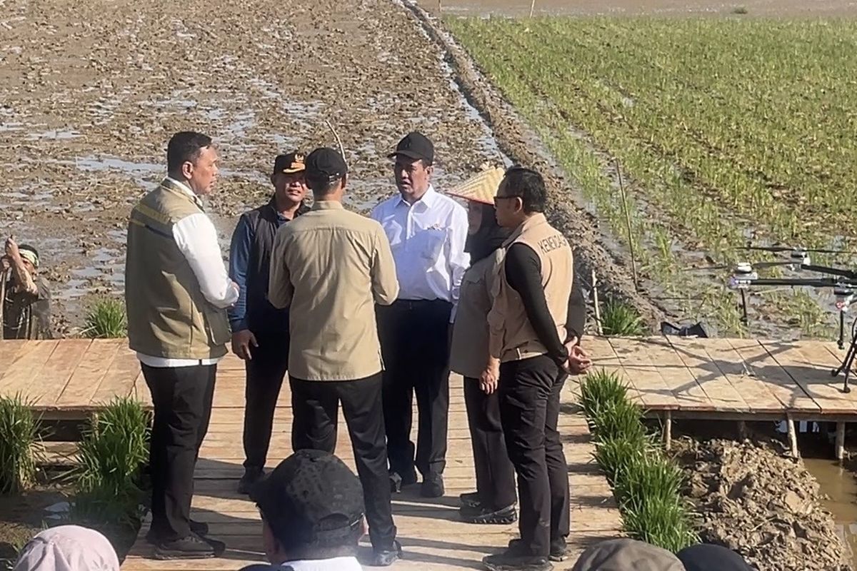 Negara Turun Tangan Pulihkan 98.000 Hektar Sawah Pascabanjir Sumatera